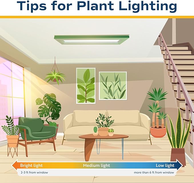 Costa Farms Sago Palm Live Plant in Decorative Pot, Easy to Maintain Large Indoor Houseplant, Perfect for Home, Room, or Office Decor, Great House Warming or Birthday Gift, 2-3 Feet Tall