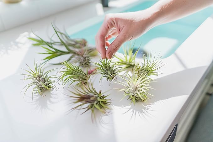 5 Pack Jumbo Air Plant Ionantha Guatemala 'Macho' - Live Tillandsia Succulent House Plants - Available in Wholesale and Bulk - Home and Garden Decor - Easy Care Indoor/Outdoor Air Plants