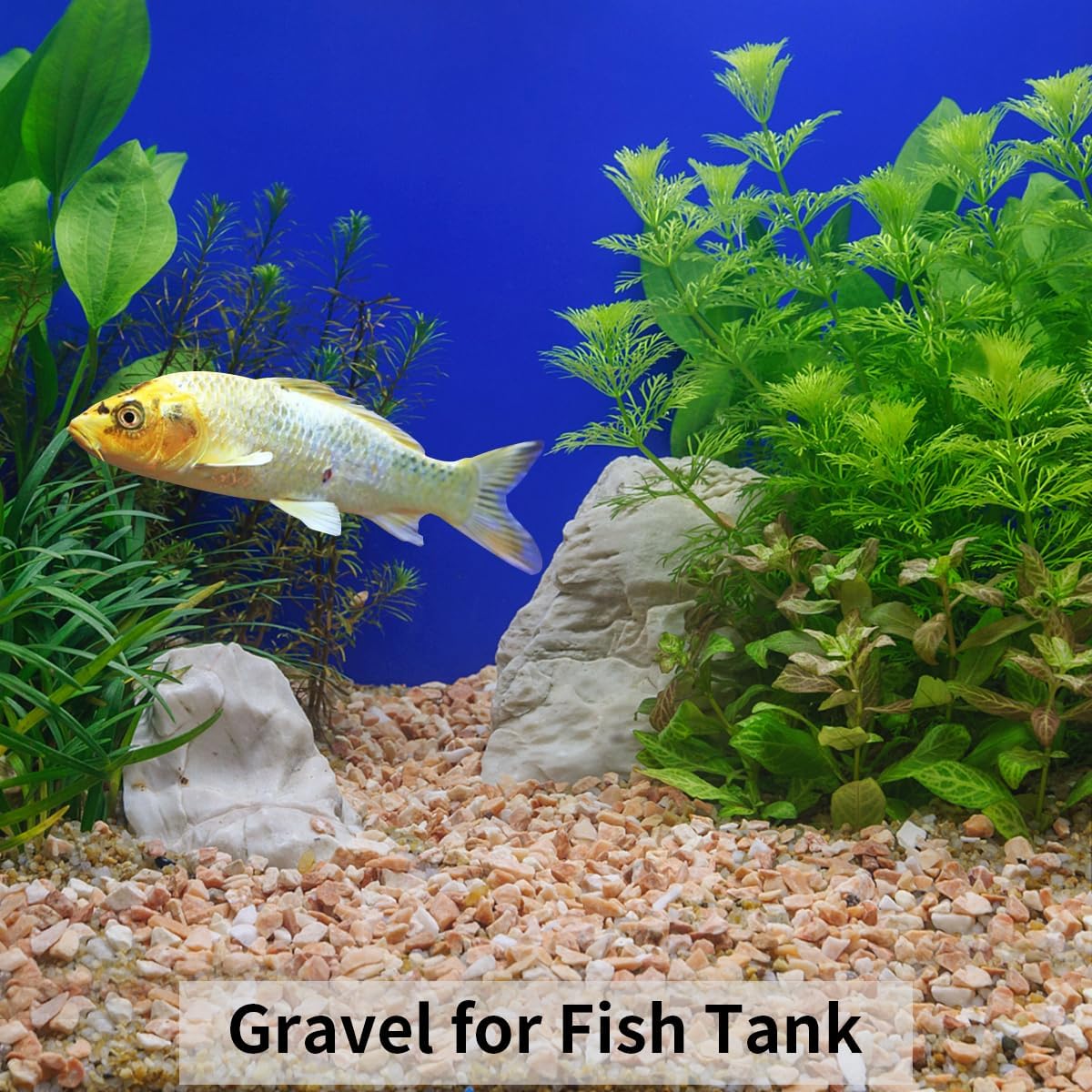 2 lbs Pea Gravel - 3/8 Inch Small Pebbles Rocks for Indoor Plants, Succulents, Cactus, Fish Tank, Terrarium, Landscaping and Decorative Stones(32 oz, 6-9 mm)