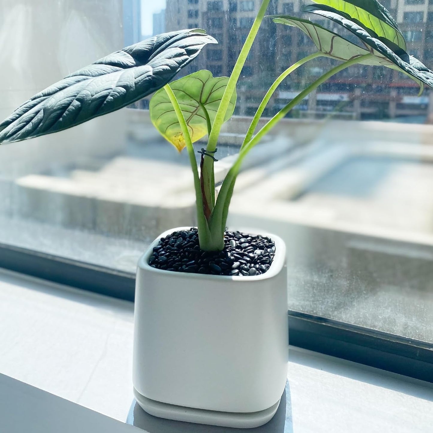 10 lbs Small Black Pebbles for Indoor Plants. 3/8 inch Decorative Black River Rocks for Succulent Potted Plant, Vase, Landscaping and Outdoor Garden Rocks