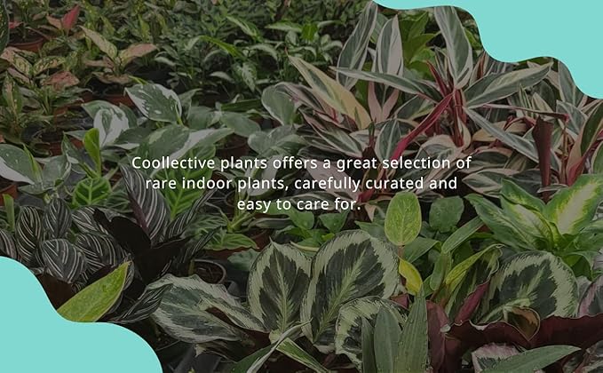 Pothos Satin | Live Plant in a 4 Inch Growers Pot, Live Indoor, Easy to Grow, Easy to Care, and Low Maintenance Houseplant