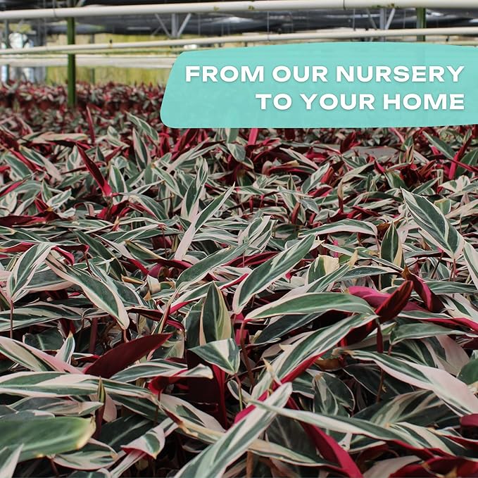 CoollectivePlants Stromanthe Triostar – 2 Live Plants in 2″ Growers Pot | Stromanthe Triostar Live Plant - Easy Care Low Maintenance Indoor Houseplants