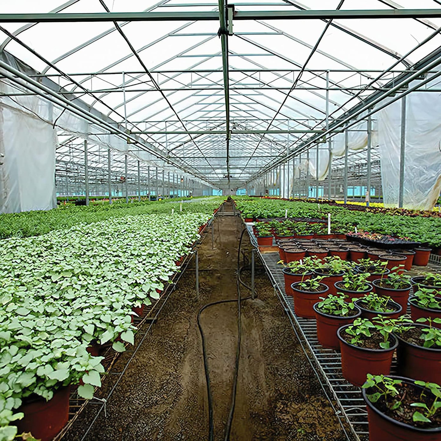 Greenhouse Plastic Sheeting 24x50 ft, 6 mil Thickness Replacement Cover, UV Resistant