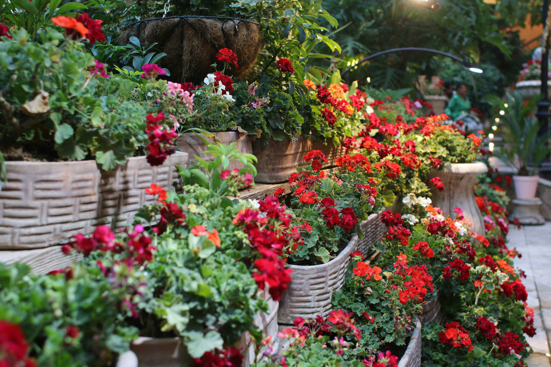 The Power of Flowers: How Different Colored Flowers Affect Our Emotions