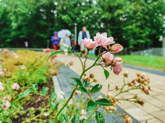 Plant Meditation: The Psychological Effects of "Planteering" for Healing Your Mind