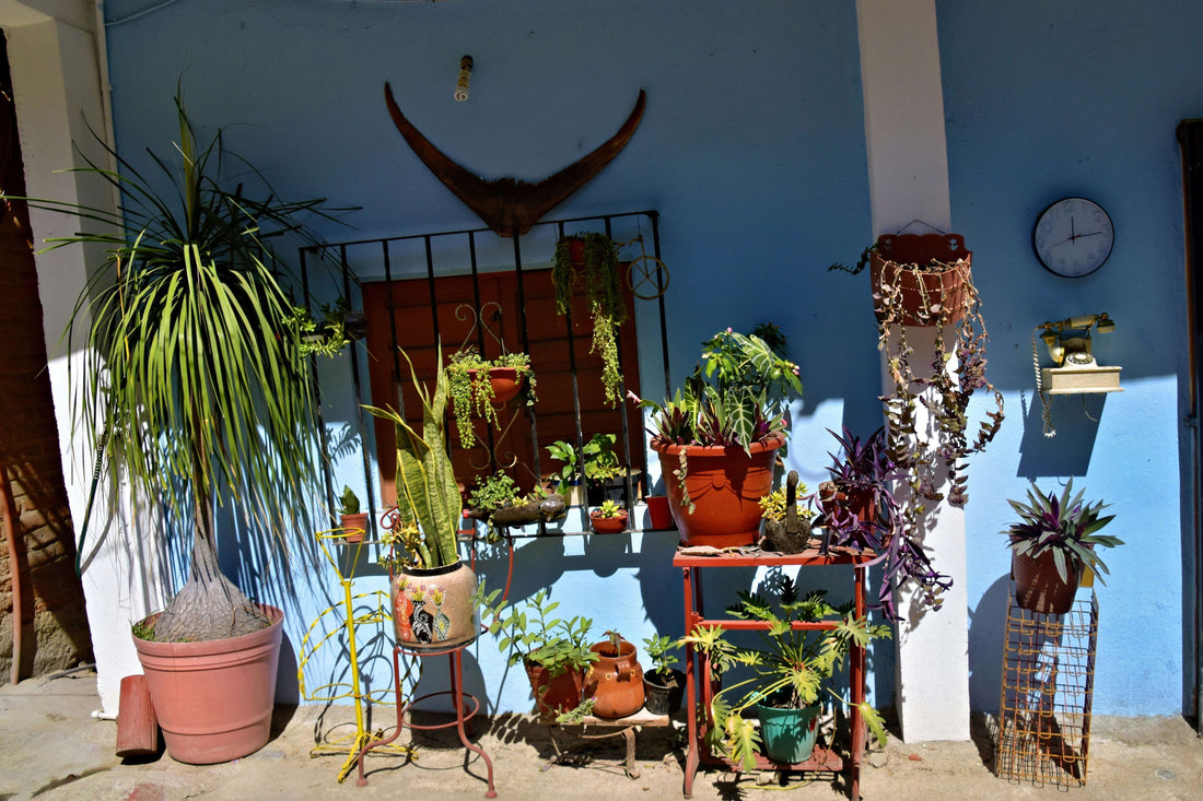 Air Purification and Interior Decor! 5 Easy-to-Grow Houseplants Petal Pals