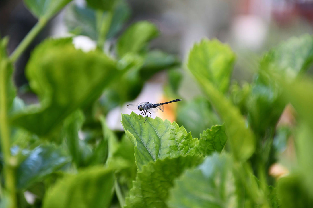 4-17  Three Steps to Eco-Friendly Pest Control: Maintaining a Healthy Garden with Beneficial Insects and Natural Sprays Petal Pals