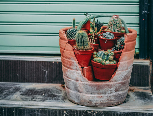 4-10  Art in a Pot: Revamping Planters with Special Materials like Cement and Terracotta