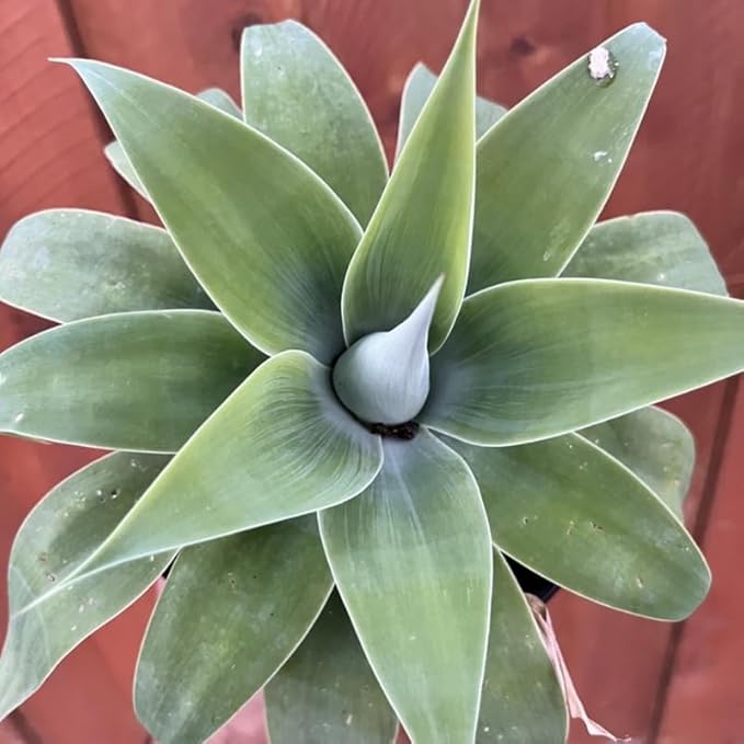 Large Green Foxtail Agave Live Plant, 1 Year Old Perennial Live Succulent in 4" Pot, 7-8 Inches in Tall, Indoor Outdoor Planting