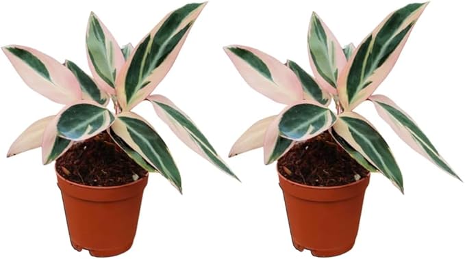 CoollectivePlants Stromanthe Triostar – 2 Live Plants in 2″ Grower’s Pots | Easy Care, Low Maintenance Indoor Houseplants, Includes UniHeat Pack for Winter Protection