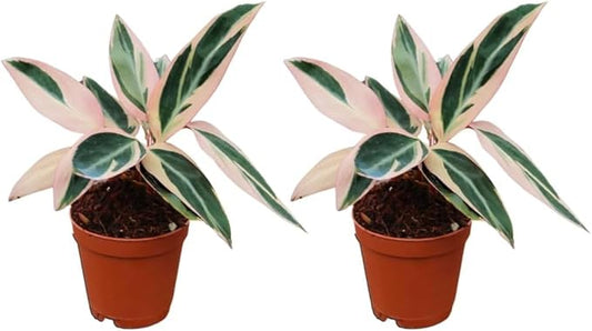 CoollectivePlants Stromanthe Triostar – 2 Live Plants in 2″ Grower’s Pots | Easy Care, Low Maintenance Indoor Houseplants, Includes UniHeat Pack for Winter Protection