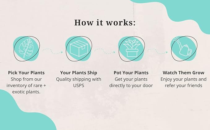 Pothos Satin | Live Plant in a 4 Inch Growers Pot, Live Indoor, Easy to Grow, Easy to Care, and Low Maintenance Houseplant