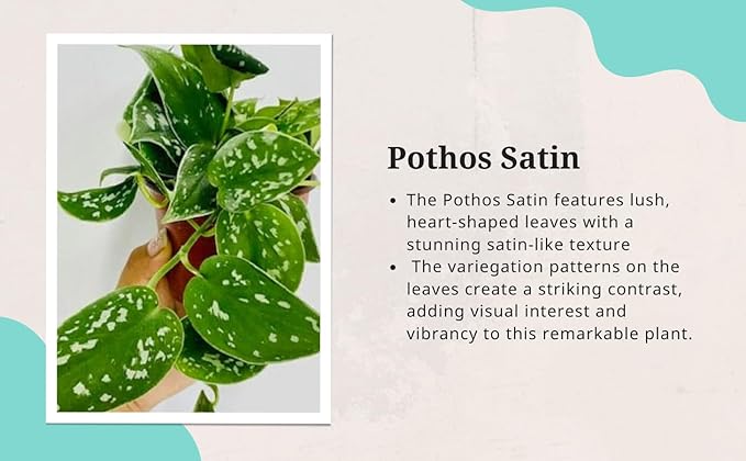Pothos Satin | Live Plant in a 4 Inch Growers Pot, Live Indoor, Easy to Grow, Easy to Care, and Low Maintenance Houseplant