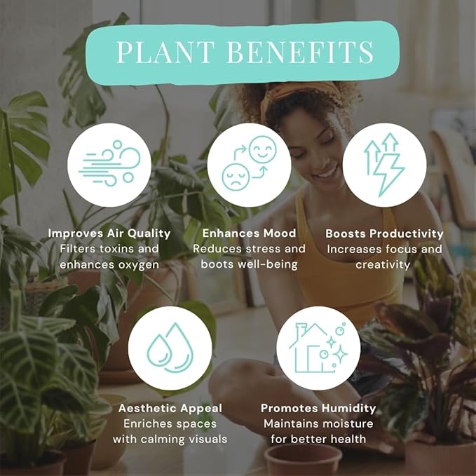 CoollectivePlants Monstera Swiss Cheese – Live Monstera Adansonii Plant in 6″ Grower’s Pot, Indoor Swiss Cheese Houseplant, Includes UniHeat Pack for Winter Protection