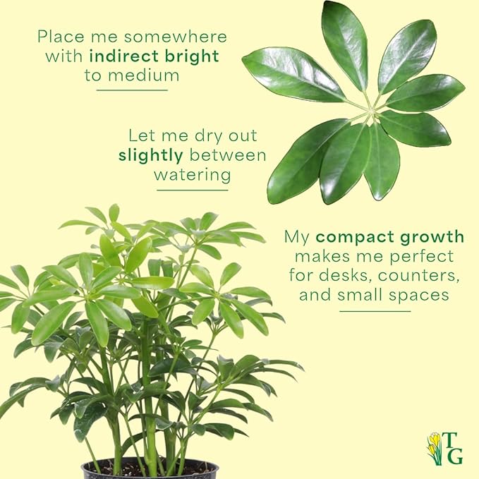 Thorsen's Greenhouse Live Arboricola Umbrella Tree Plant, Schefflera Arboricola, Natural Air Purifier, Easy to Grow, Live Indoor Houseplant, 4-inch Diameter (Sage)