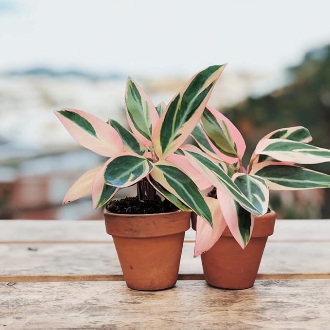 CoollectivePlants Stromanthe Triostar – 2 Live Plants in 2″ Grower’s Pots | Easy Care, Low Maintenance Indoor Houseplants, Includes UniHeat Pack for Winter Protection