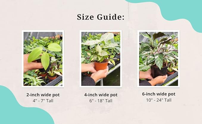Pothos Satin | Live Plant in a 4 Inch Growers Pot, Live Indoor, Easy to Grow, Easy to Care, and Low Maintenance Houseplant