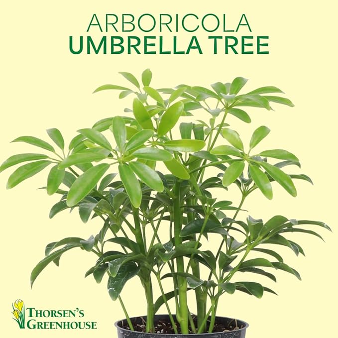 Thorsen's Greenhouse Live Arboricola Umbrella Tree Plant, Schefflera Arboricola, Natural Air Purifier, Easy to Grow, Live Indoor Houseplant, 4-inch Diameter (Brushed Silver)