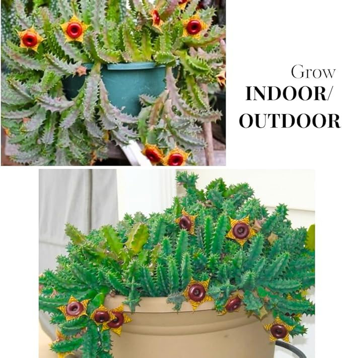 Lifesaver Zebrina Starfish Cactus Cactus Plant, Trailing Cactus Succulent Well Rooted in 2" Pot Ornamental Houseplant for Hanging Basket