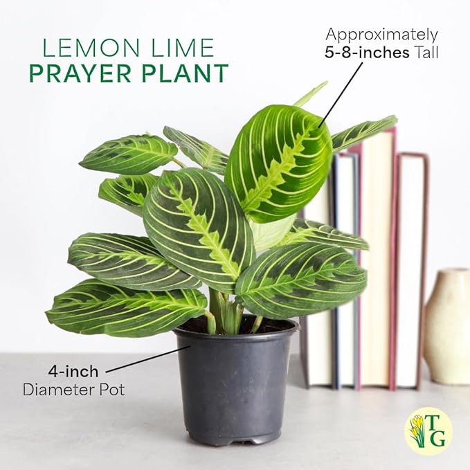 Thorsen's Greenhouse Lemon Lime Prayer Plant, Live Indoor Plant, Pet Friendly, Attractive Houseplant, Lemon Maranta, Natural Air Purifier, Easy to Grow, 4" Diameter Pot (Lavender)