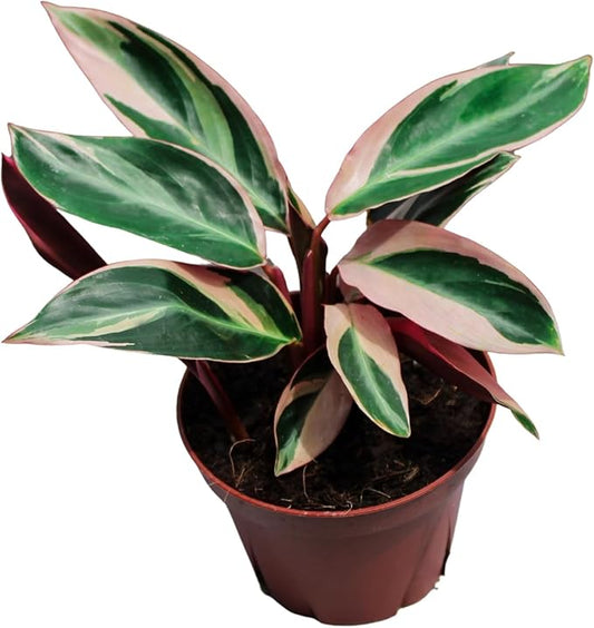 CoollectivePlants Stromanthe Triostar – Live Plant in 4″ Grower’s Pot, Rare Live Houseplant, Easy Care Indoor Plant, Low Maintenance Houseplant, Includes UniHeat Pack for Winter Protection