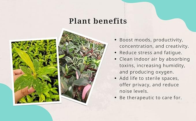 Pothos Satin | Live Plant in a 4 Inch Growers Pot, Live Indoor, Easy to Grow, Easy to Care, and Low Maintenance Houseplant