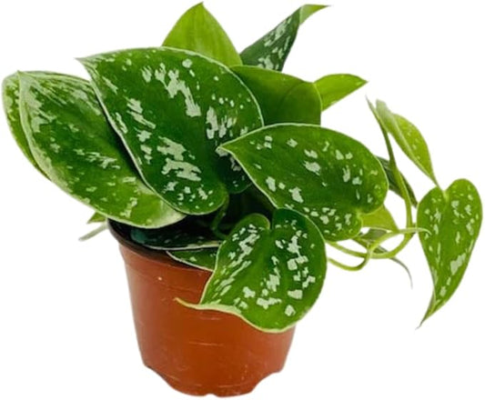 Pothos Satin | Live Plant in a 4 Inch Growers Pot, Live Indoor, Easy to Grow, Easy to Care, and Low Maintenance Houseplant