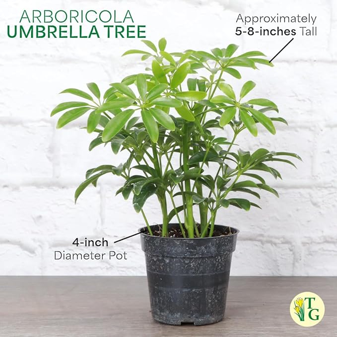 Thorsen's Greenhouse Live Arboricola Umbrella Tree Plant, Schefflera Arboricola, Natural Air Purifier, Easy to Grow, Live Indoor Houseplant, 4-inch Diameter (Sage)