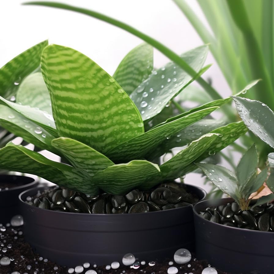 6 LBS River Rocks, StoneCreek, Decorative Garden Stones for Plant Landscaping, Polished Gravel Filler Pebbles for Home Decoration, Vases, Succulents, Flower Beds and Fish Tanks (Black, Medium)