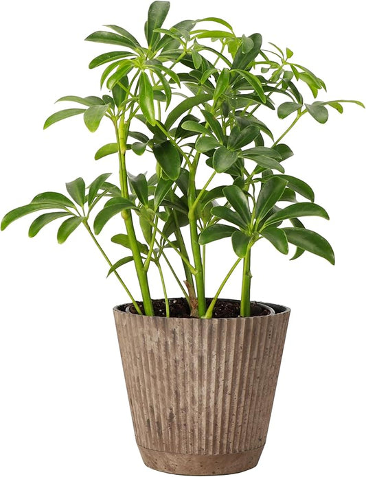 Thorsen's Greenhouse Live Arboricola Umbrella Tree Plant, Schefflera Arboricola, Natural Air Purifier, Easy to Grow, Live Indoor Houseplant, 4-inch Diameter (Coffee)