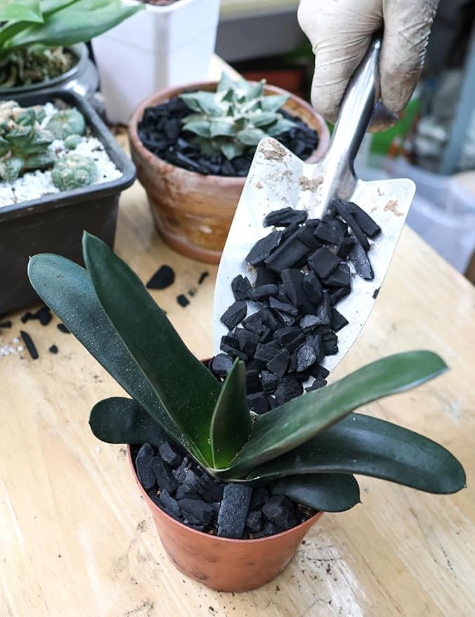 TOYPOPOR Horticultural Charcoal for Indoor Plants Hardwood Potting Soil Amendment Helps Improve Drainage for Orchids, Succulent, Cactus, Terrariums, and Gardening 1Quart
