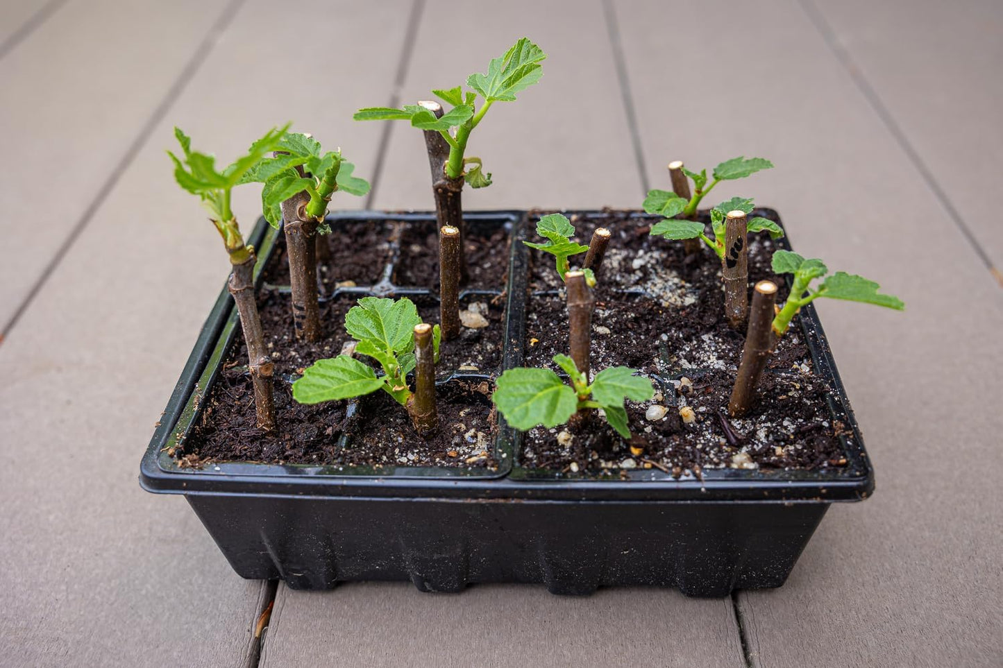 Gardzen 3 Pack Seed Starting Tray, Plant Germination Trays, Seed Starter Kit with Adjustable Humidity Vented Dome, Plant Growing Kit 6.6" x 4.5", Total 36-Cell, Black