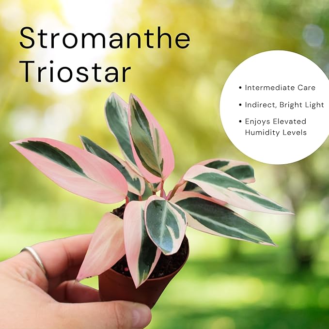 CoollectivePlants Stromanthe Triostar – 2 Live Plants in 2″ Grower’s Pots | Easy Care, Low Maintenance Indoor Houseplants, Includes UniHeat Pack for Winter Protection