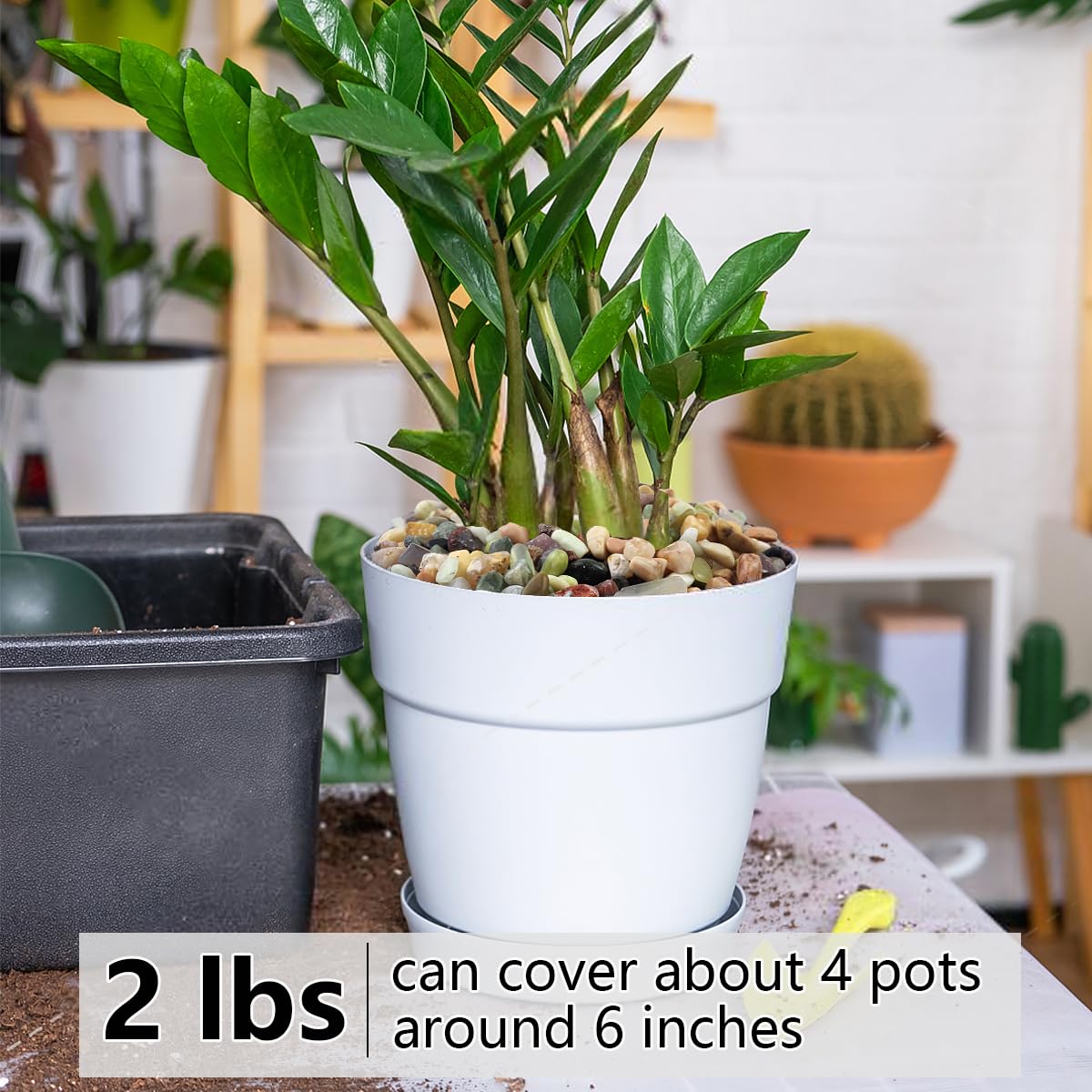 2LB Succulent and Cactus Colorful Pebbles, 3/8 Inch Pebbles for Indoor Plants, Natural Decorative Polished River Rocks for Vases, Planters and Outdoor Gardening