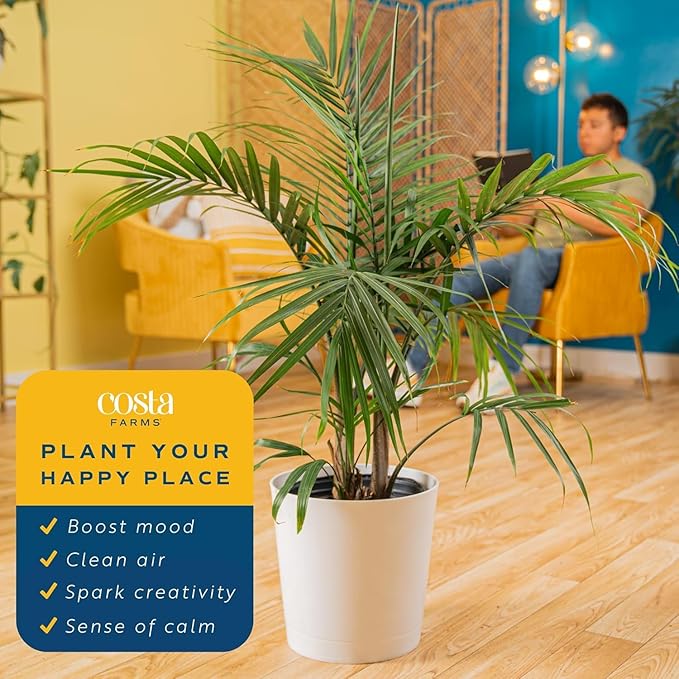Costa Farms Majesty Palm Live Plant in Decorative Pot, Indoor Houseplant, Perfect for Home, Room, or Office Decor, Great House Warming or Birthday Gift, 3-4 Feet Tall