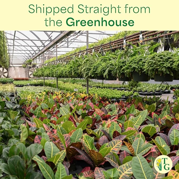 Thorsen's Greenhouse Live Arboricola Umbrella Tree Plant, Schefflera Arboricola, Natural Air Purifier, Easy to Grow, Live Indoor Houseplant, 4-inch Diameter (Blush)