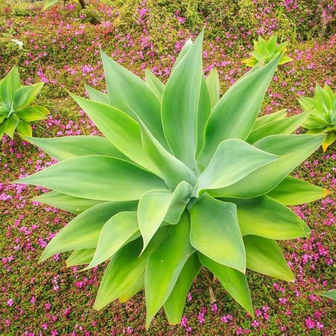 Large Green Foxtail Agave Live Plant, 1 Year Old Perennial Live Succulent in 4" Pot, 7-8 Inches in Tall, Indoor Outdoor Planting