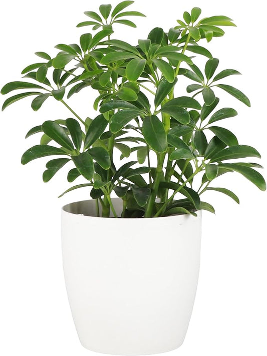 Thorsen's Greenhouse Live Arboricola Umbrella Tree Plant, Schefflera Arboricola, Natural Air Purifier, Easy to Grow, Live Indoor Houseplant, 4-inch Diameter (White)