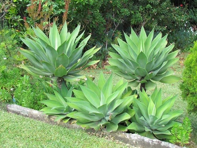 Large Green Foxtail Agave Live Plant, 1 Year Old Perennial Live Succulent in 4" Pot, 7-8 Inches in Tall, Indoor Outdoor Planting