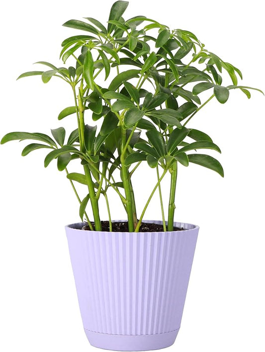 Thorsen's Greenhouse Live Arboricola Umbrella Tree Plant, Schefflera Arboricola, Natural Air Purifier, Easy to Grow, Live Indoor Houseplant, 4-inch Diameter (Lavender)