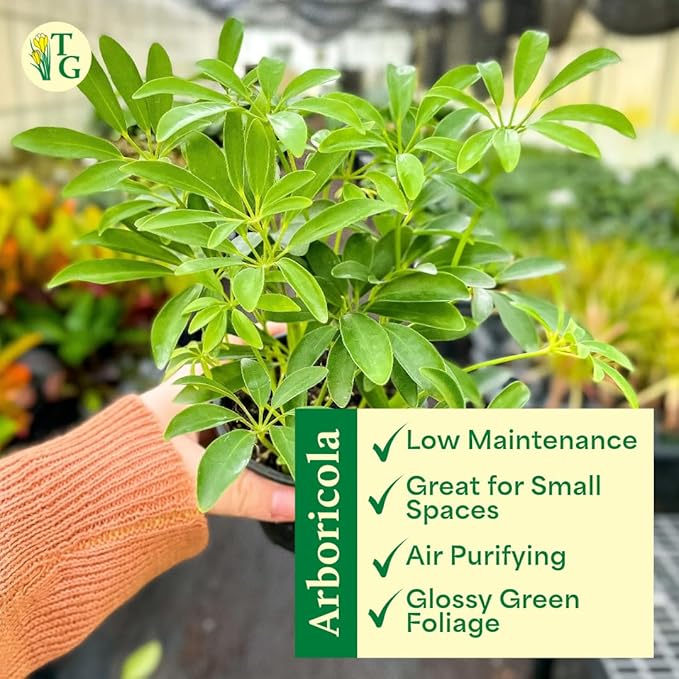 Thorsen's Greenhouse Live Arboricola Umbrella Tree Plant, Schefflera Arboricola, Natural Air Purifier, Easy to Grow, Live Indoor Houseplant, 4-inch Diameter (Sage)