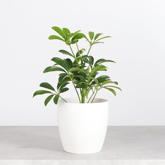 Thorsen's Greenhouse Live Arboricola Umbrella Tree Plant, Schefflera Arboricola, Natural Air Purifier, Easy to Grow, Live Indoor Houseplant, 4-inch Diameter (White)