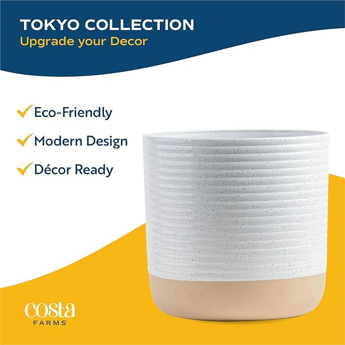 Costa Farms Sago Palm Live Plant in Decorative Pot, Easy to Maintain Large Indoor Houseplant, Perfect for Home, Room, or Office Decor, Great House Warming or Birthday Gift, 2-3 Feet Tall