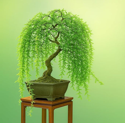 Weeping Willow Bonsai Tree Cutting to Grow – Live Indoor Plant for Home & Office Décor | Hand-Trained Miniature Tree with Elegant Cascading Branches | Easy Care Gift for Plant Lovers - Bonsai Material