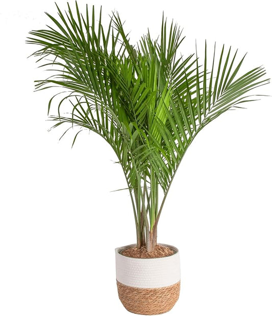 Costa Farms Majesty Palm Live Plant in Decorative Pot, Indoor Houseplant, Perfect for Home, Room, or Office Decor, Great House Warming or Birthday Gift, 3-4 Feet Tall