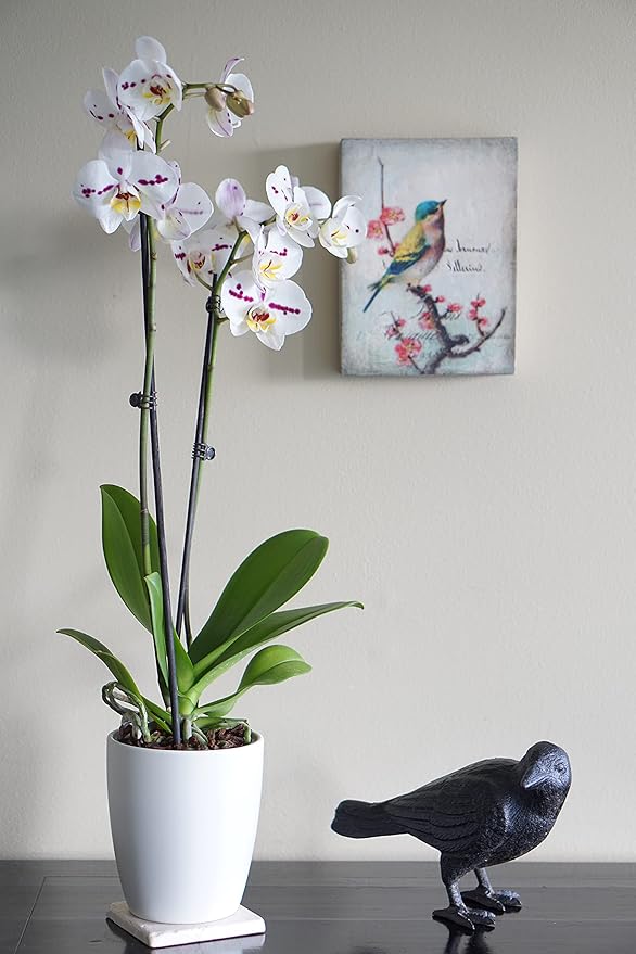 NACH Cast Iron Crow Statue, Head to Side Raven, Large Garden Statues, Crow Garden Sculpture, Bird Figurines Home Decor, Crow Decor, Raven Decor, Black Bird Statue, 4 x 11 x 6.5 inches, JS-90-7115