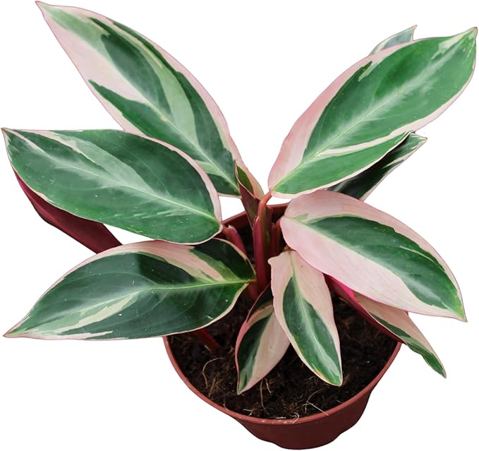 CoollectivePlants Stromanthe Triostar – Live Plant in 4″ Growers Pot, Rare House Plants Live, Easy Care Indoor Plant, Low Maintenance Houseplant