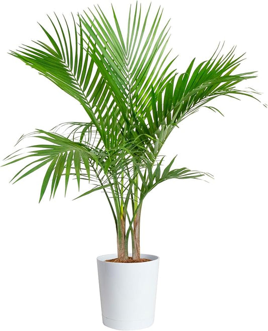Costa Farms Majesty Palm Live Plant in Decorative Pot, Indoor Houseplant, Perfect for Home, Room, or Office Decor, Great House Warming or Birthday Gift, 3-4 Feet Tall