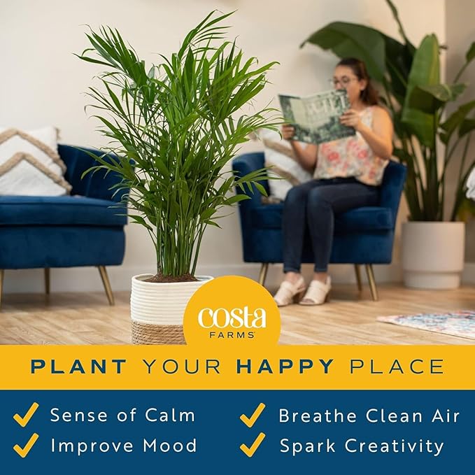 Costa Farms Cat Palm, Live Indoor Houseplant in Décor Planter, Tree-Like Floor House Plant Potted in Soil, Housewarming Gift for New Home, Living Room or Office Decor, Patio Decor, 3-4 Feet Tall