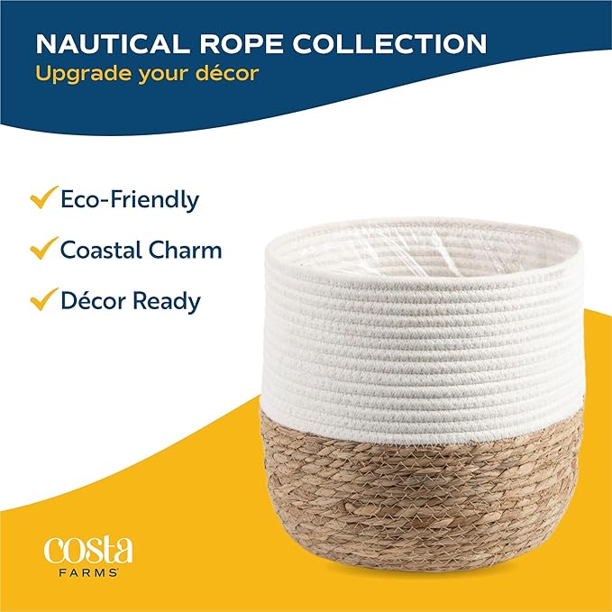 Costa Farms Majesty Palm Live Plant in Decorative Pot, Indoor Houseplant, Perfect for Home, Room, or Office Decor, Great House Warming or Birthday Gift, 3-4 Feet Tall